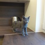 Virtuves darba virsma no lamināta